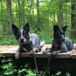 Cassie and Daisy - @cassie_n_daisy_heelersiblings - Instagram