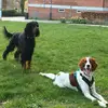 Cassie and Daisy - @stinkysetters - TikTok