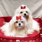 @cassie_kimmy_daisy_maltese - Instagram