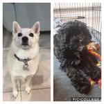 🌻CASSIE🌻🌼DAISY🌼 - @cassiedaisy_furfriendsforever - Instagram