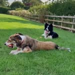 Daisy & Cassie 🐶🌸🌻 - @daisyncassie - Instagram