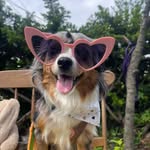 Daisy&cassie the aussie 🐶 - @daisy_and_cassie - Instagram