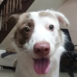 gigi at iba pang mga pusa q - @cassie_daisy_fudgee - Instagram