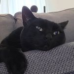 Cassie Eldridge - @cats_food_notcatfood - Instagram