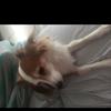 Lassie McGregor🔐 - @a.m.v.k - TikTok