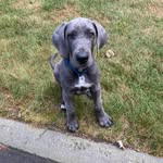 Cassius Ross - @cassiusthegreatdane - Instagram