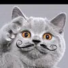 ★†ⓒⓐⓓⓔⓝ ⓢⓒⓗⓜⓛⓓ♥♪§∞ - @catcarracer - TikTok