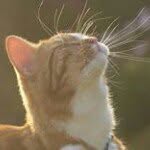 Cat Davies - @miaowmix79 - Instagram