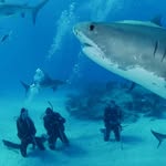 Catriona Davies - @cat_davies_sharkdefender - Instagram