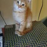 Cat Green - @hiyaimcat - Instagram