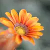 Cat green - @cat.green2 - TikTok