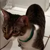 Cat green - @letsgo_33521 - TikTok