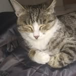 Cat Green World - @cat.green.world - Instagram