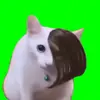 catgreenscreen - @catsgreenscreen - TikTok