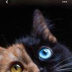 Cat Harrington - Facebook