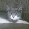 Jackson_cat - @jackson_cat12 - TikTok