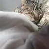 Jackson cats - @jackson_cats - TikTok