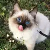 Cat Keen - @catkeen2 - TikTok