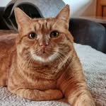 Catkeen Carlo mein Bärchen - @catkeen.carlo.01.08.2025 - Instagram