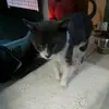 louKeen - @4catkeen - TikTok
