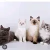 love you - @catkeen6788 - TikTok