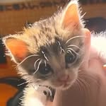 快看_有貓 - @catking_home - Instagram