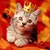 Cat King - Facebook