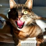 Cat King - @adamcatking - Instagram