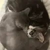 cat king - @teddy_the_cat_king - TikTok