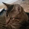Cat king - @catking561 - TikTok
