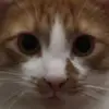 Cat King - @cat._king_ - TikTok