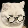Cat.king - @cat.king683 - TikTok