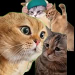 CatKing - Your Favorite Cat Reels 👑 - @catking.reels - Instagram