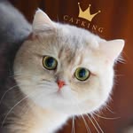 CatKing Cattery Canada & USA - @catking_cattery_canada - Instagram