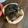 catking - @catkingman1 - TikTok