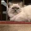 CatKING - @cat_king2.0 - TikTok