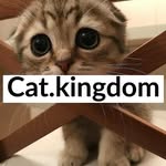 Cats and Kittens of Instagram - @cat.kingdom - Instagram