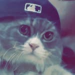 KING SNOWBALL ❄️ - @catking_snow - Instagram