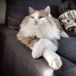 Max the swedish catking - @catkingmax - Instagram