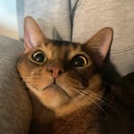 The LEO KING - @leo_catking - Instagram