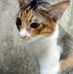 Cat Lane - Facebook