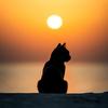 Cat lane - @catlane.8 - TikTok