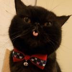 CAT LONGTANG - @catlongtang - Instagram