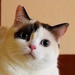 longlong - @catlonglong - Instagram