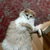 Cat Mason - @cat_mason_ua - TikTok
