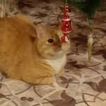 Мэйсон - @cat_mason_2002 - Instagram