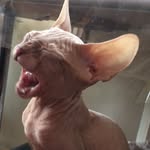 Cat Mason - @mason_sphynx - Instagram