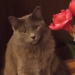 Мэйсон - @cat_mason_life - Instagram