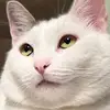 catmason777 - @catmason777 - TikTok