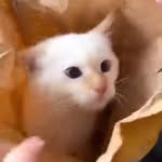 McDonald’s_cat - @mcdonaldscat_daily - Instagram